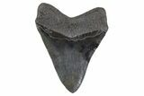 Serrated, Fossil Megalodon Tooth - South Carolina #306303-2